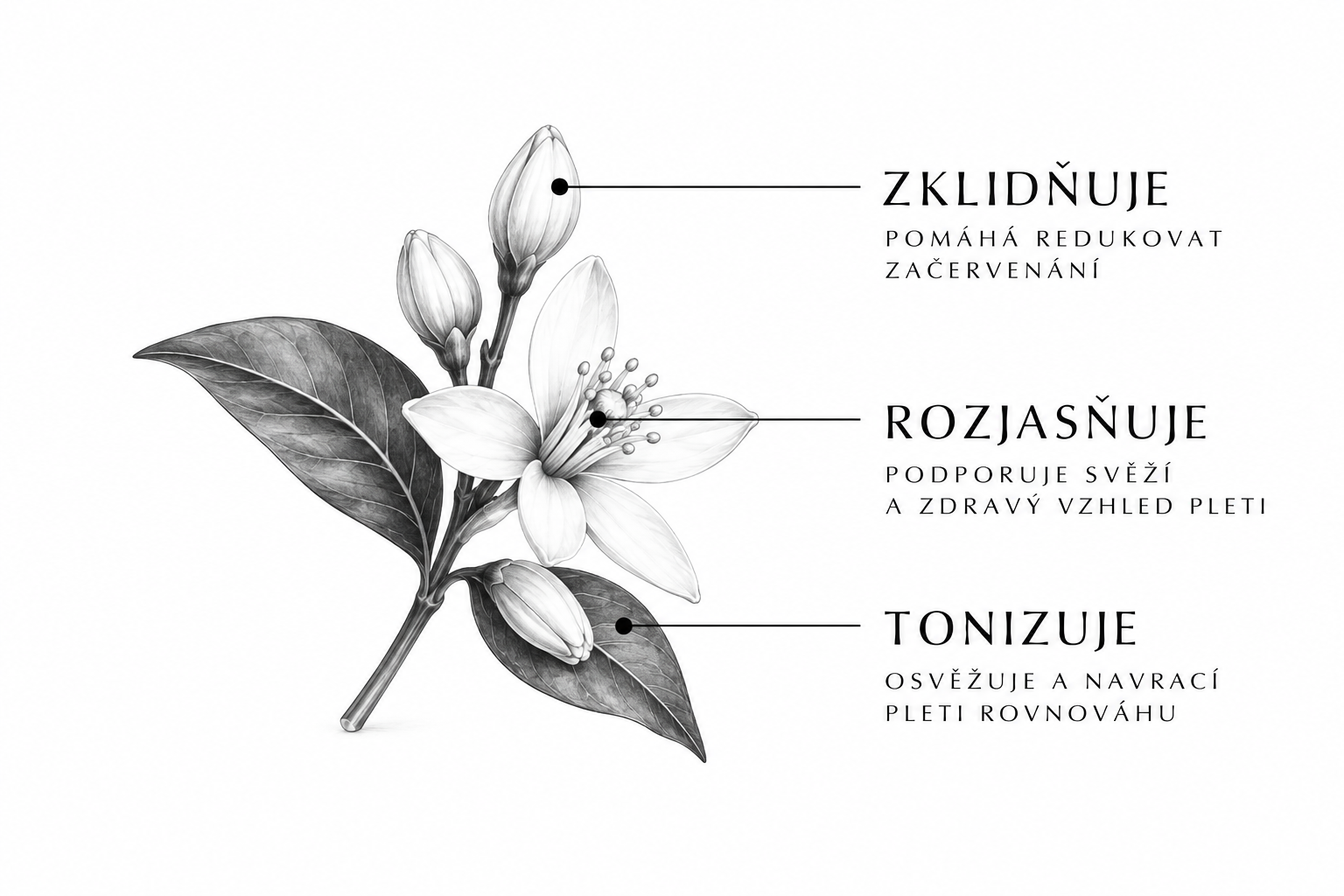 Makro fotografie rostliny a vodní mlhy
